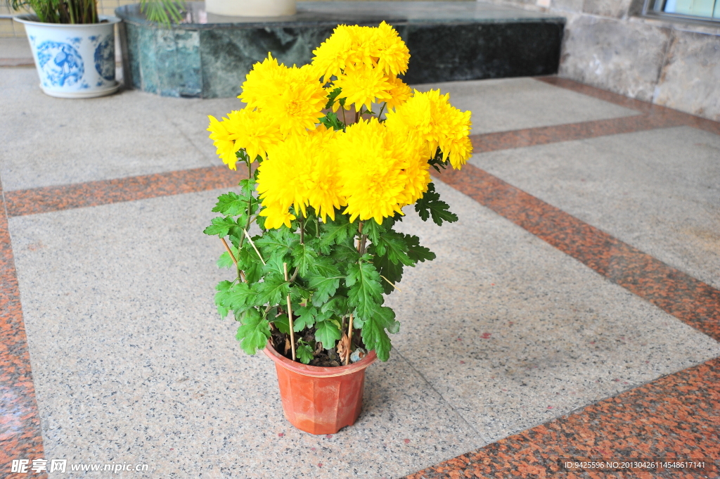 盆菊