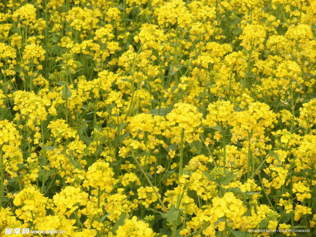 油菜花