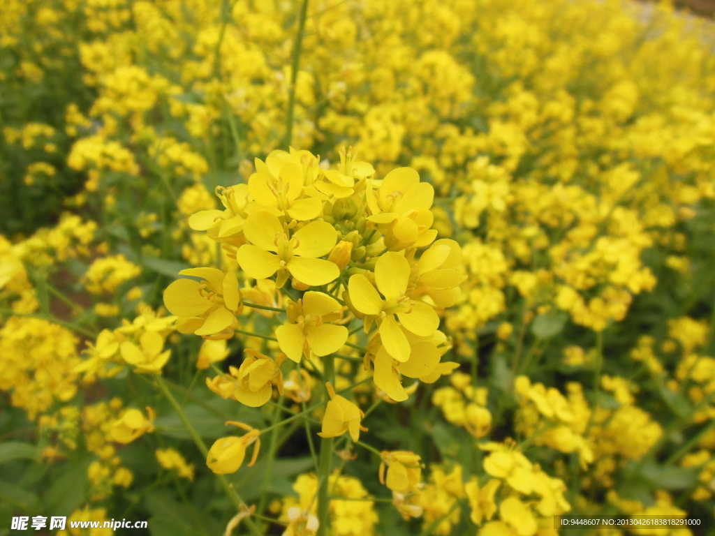 油菜花