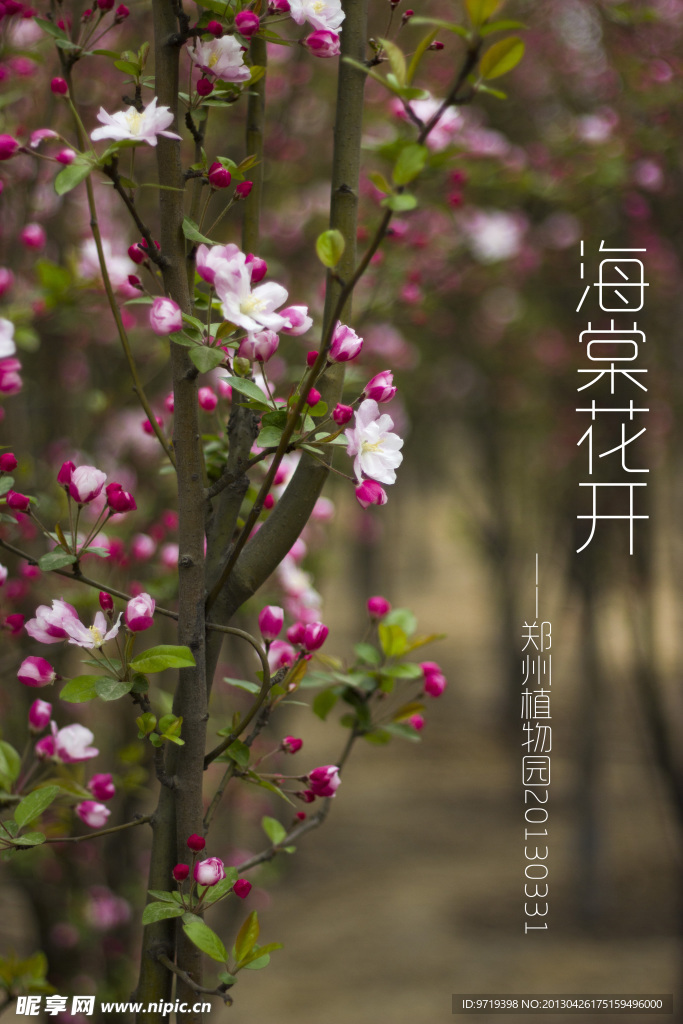 海棠花开