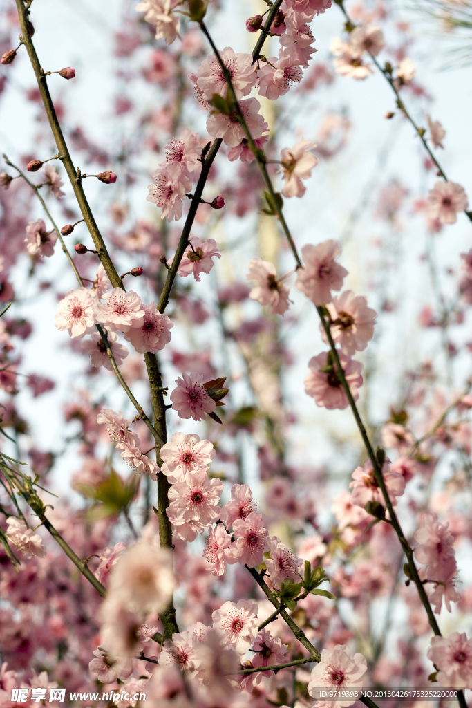 樱花