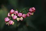 花卉