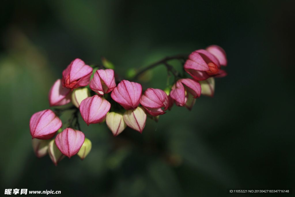 花卉