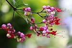 花卉