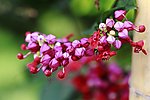 花卉 龙吐珠