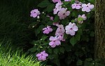 长春花