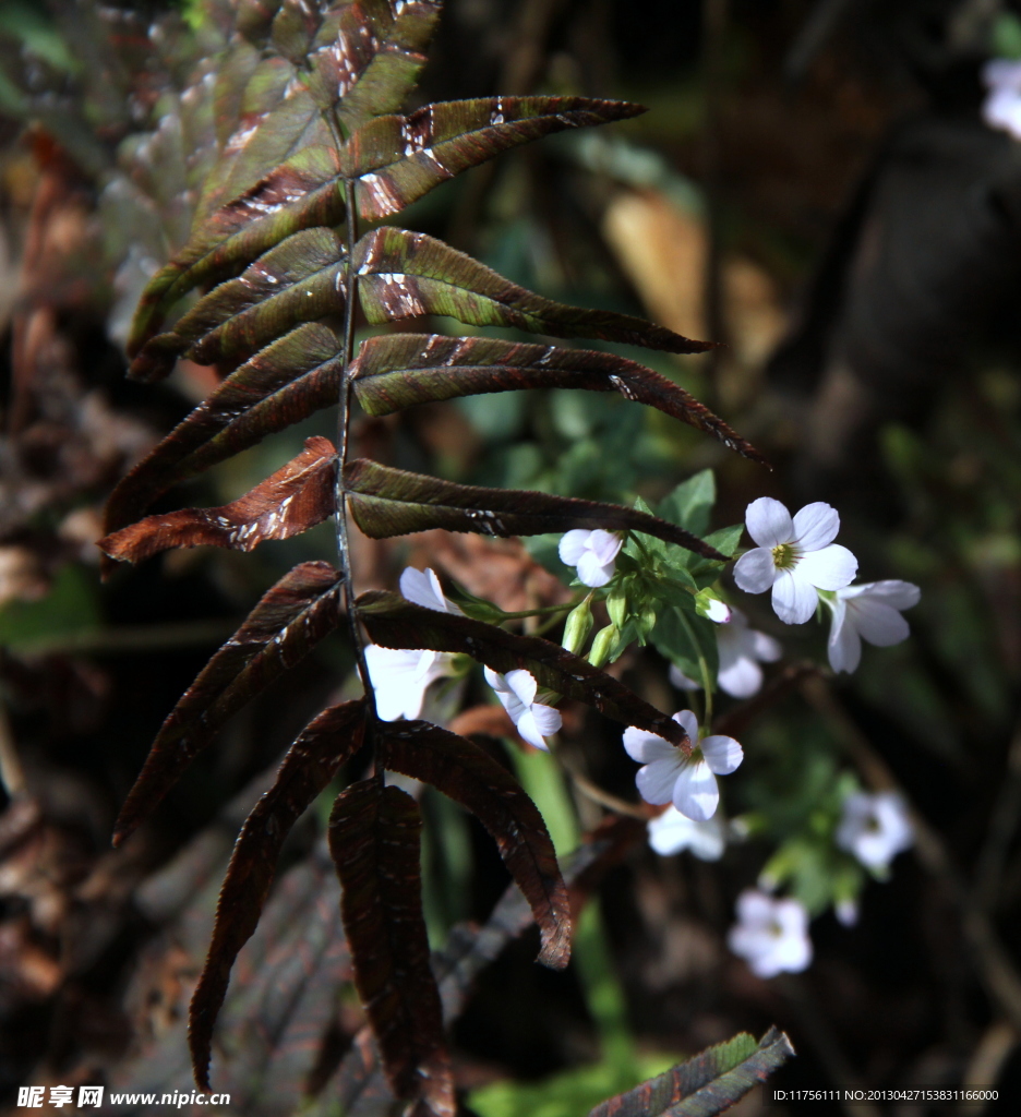 花草