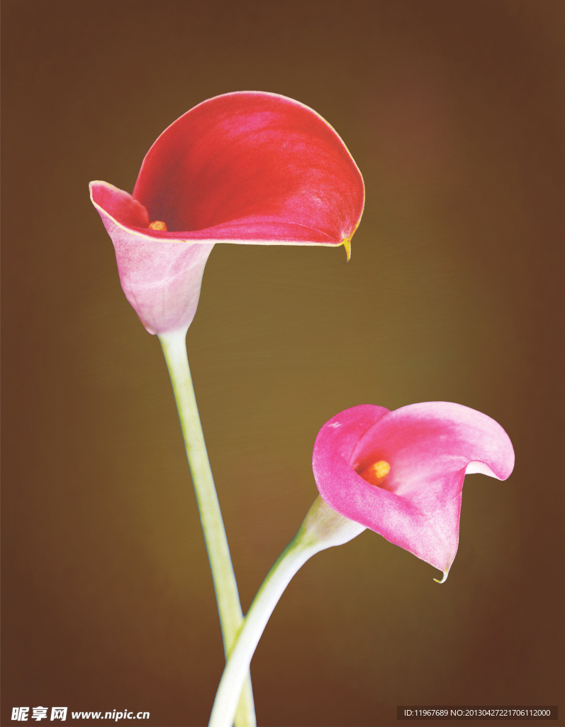 花儿