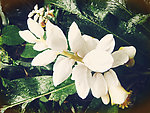 白花