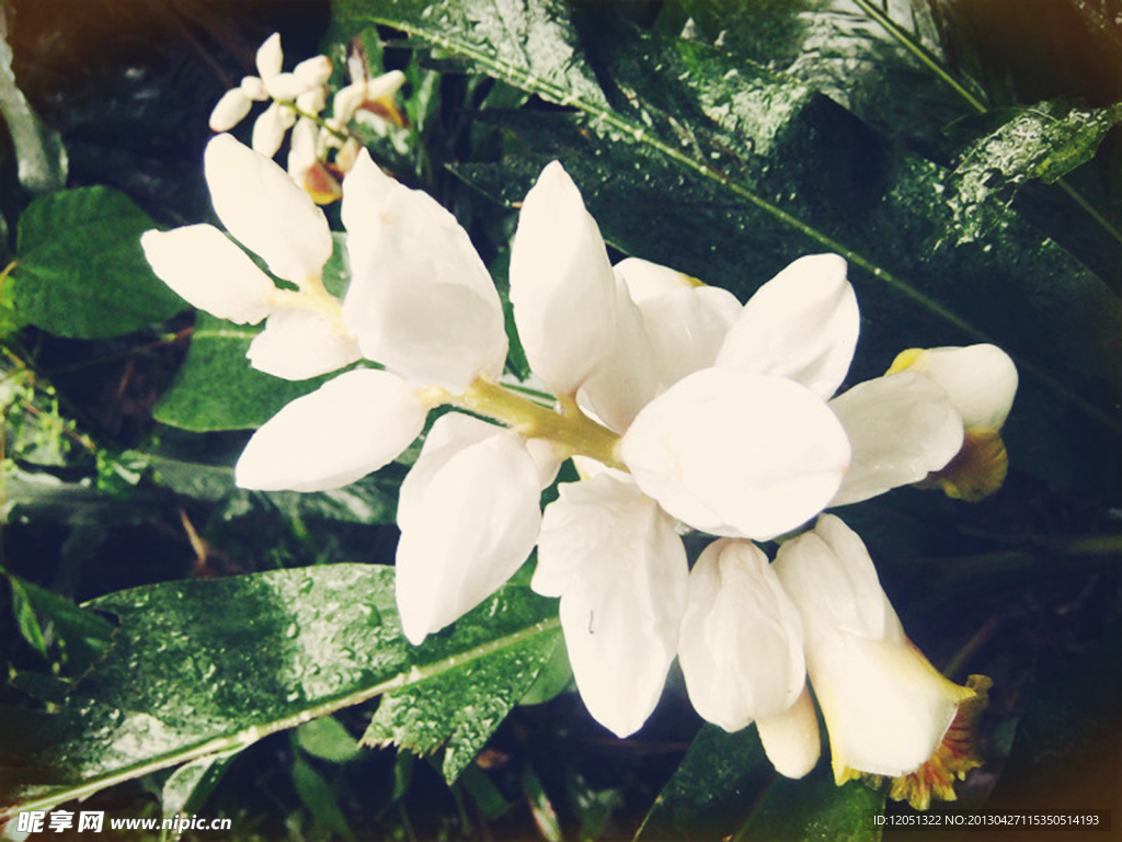 白花