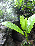 绿色树枝近景
