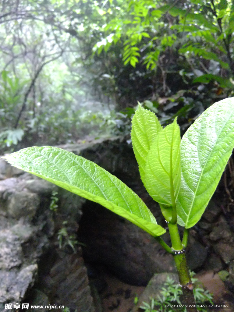 绿色树枝近景