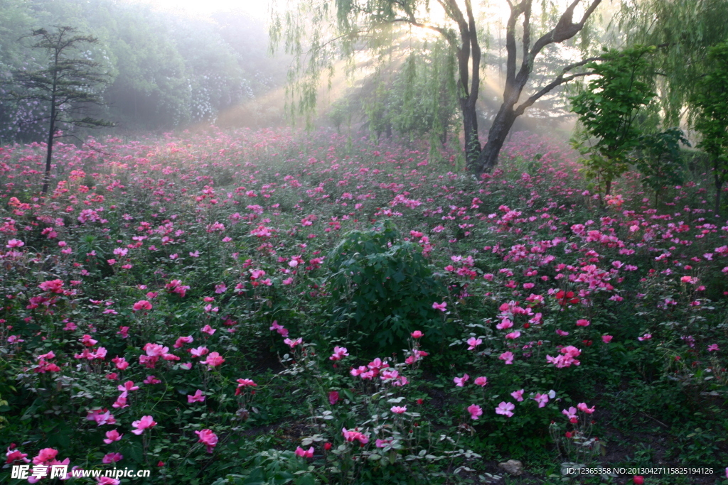一片 花红 绿叶