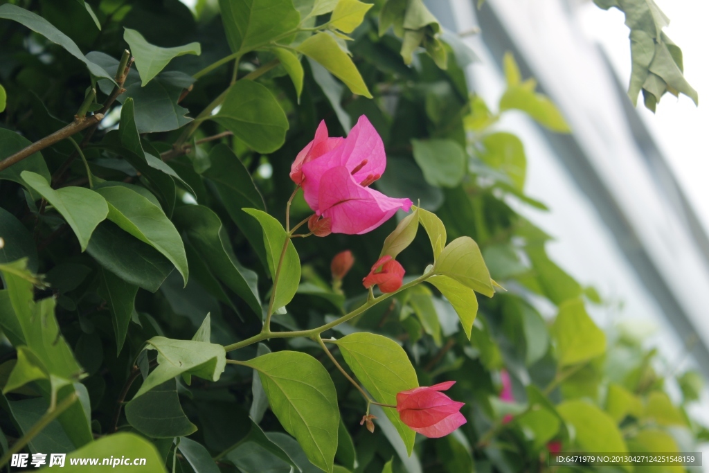 花草