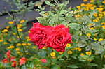 月季花