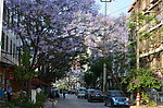 文山蓝花楹