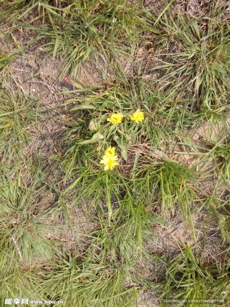 草地中的小黄花