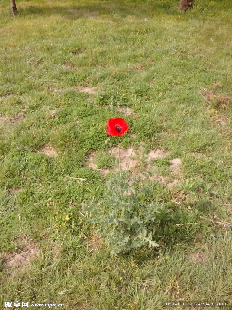 红色的小花