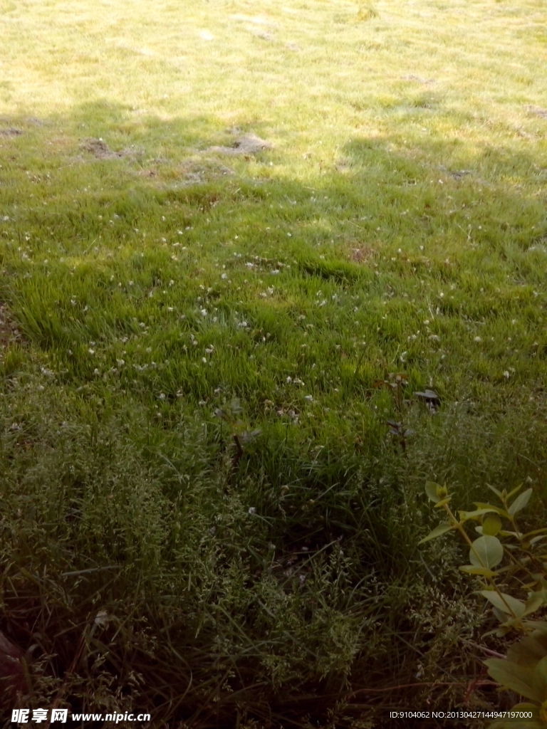 花瓣落草丛