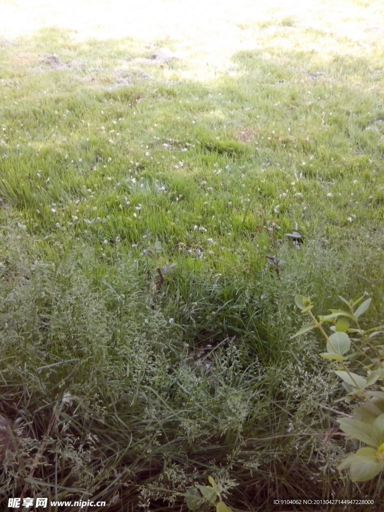 花瓣落草丛
