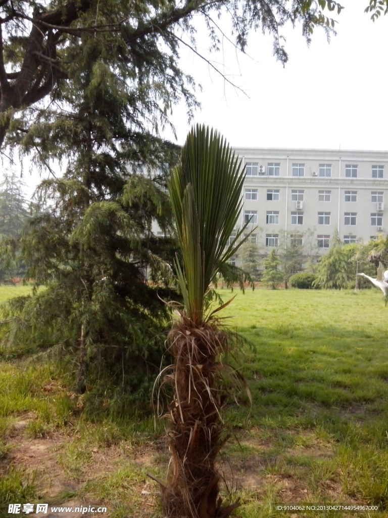 绿色植物
