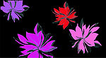 花纹