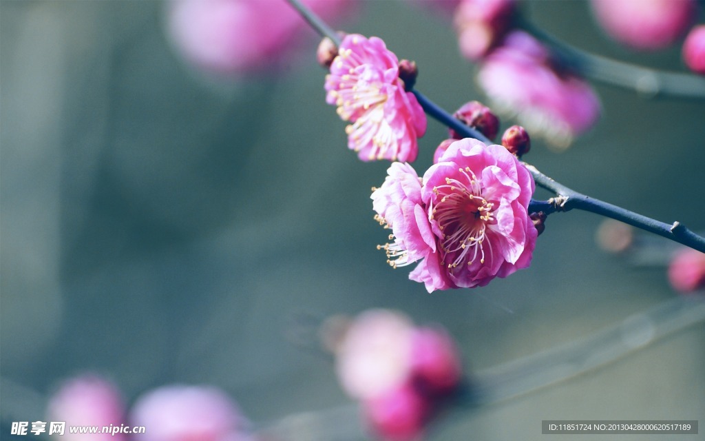 樱花