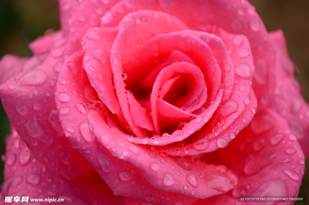 雨中月季花