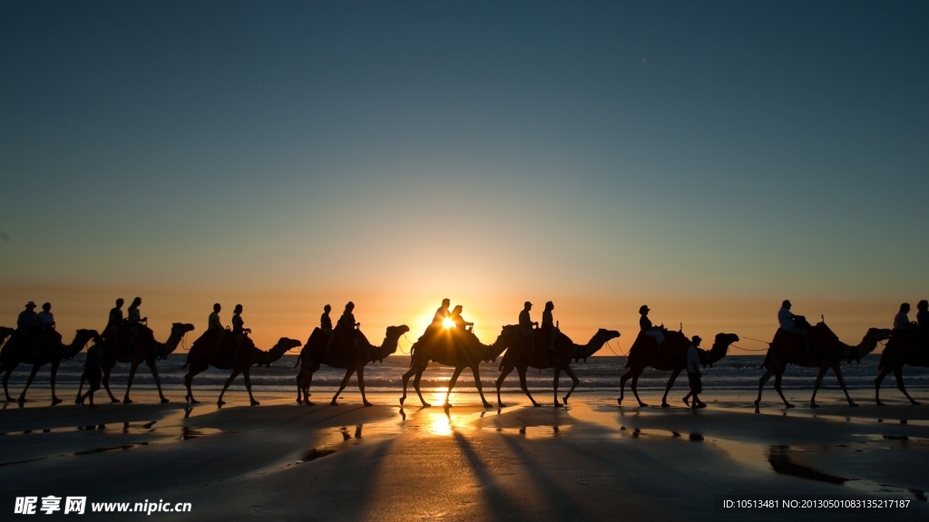 沙漠 商队 骆驼
