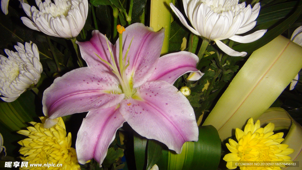百合菊花