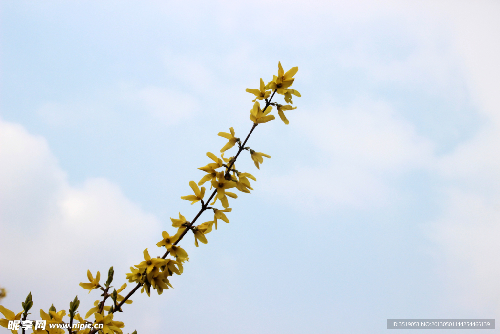 连翘花