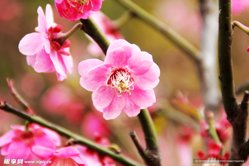 梅花