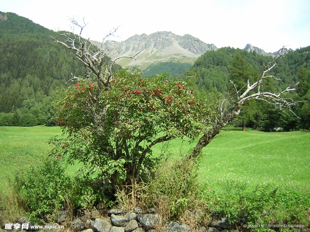 春天草原风景