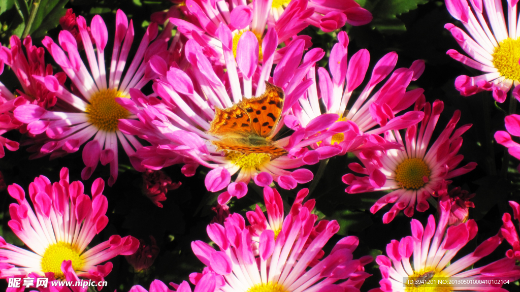 菊花
