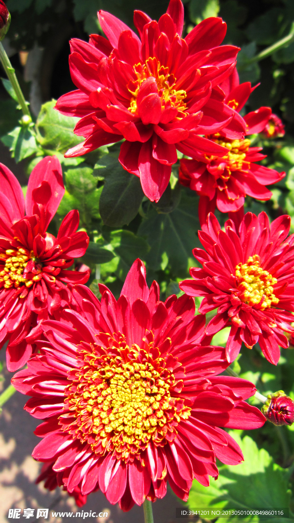 菊花