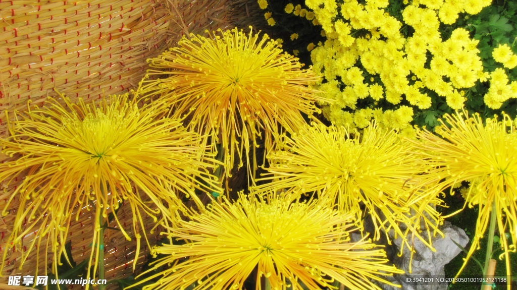 菊花