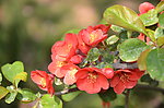 贴梗花棠