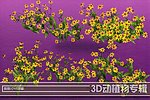高清3D菊花