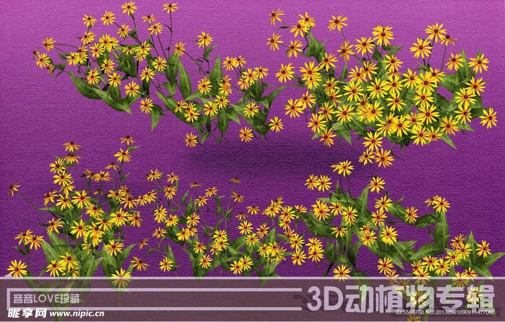 高清3D菊花