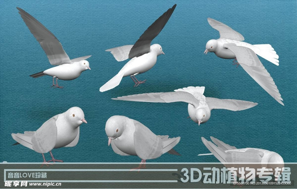 高清3D白鸽