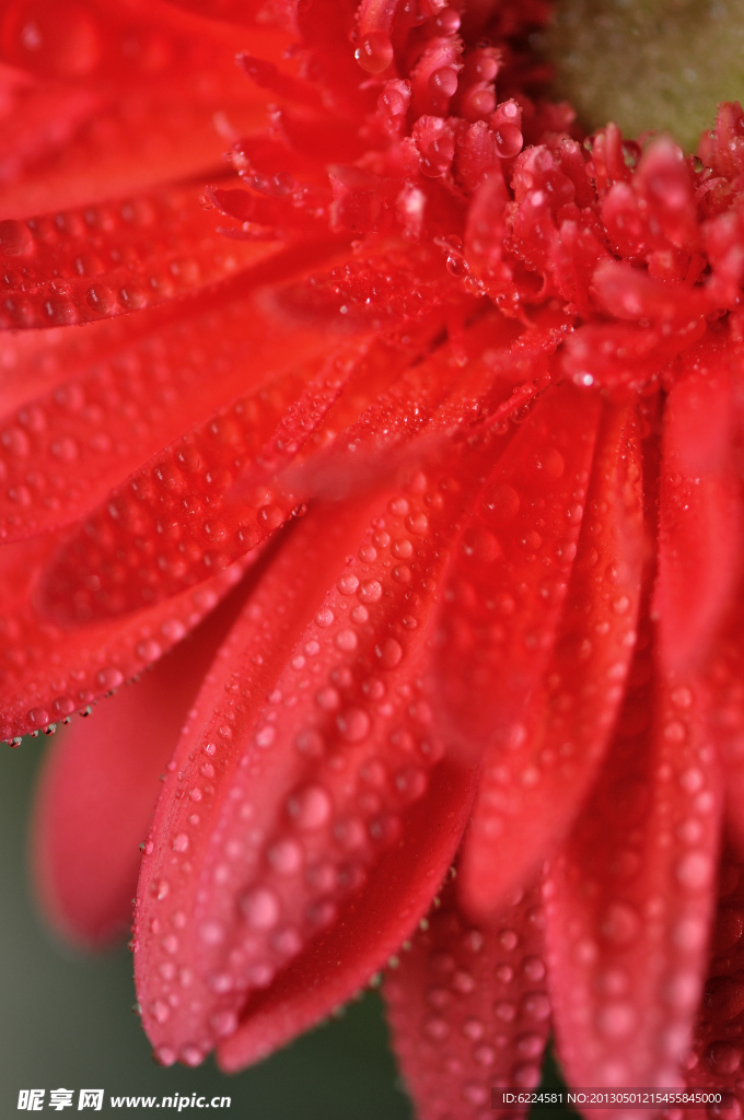 非洲菊 菊花 花卉