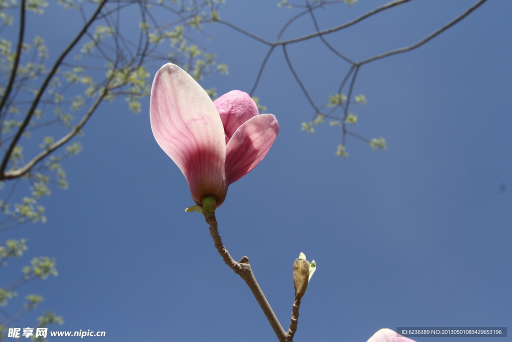 玉兰 春 花