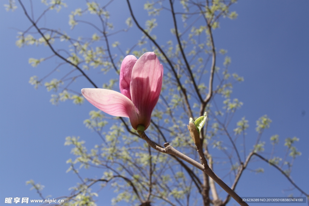 玉兰花 春