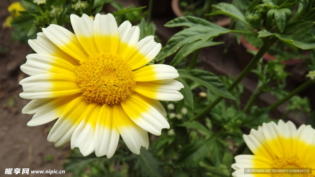 菊花