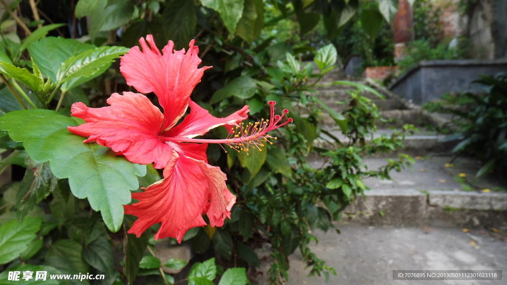 扶桑花