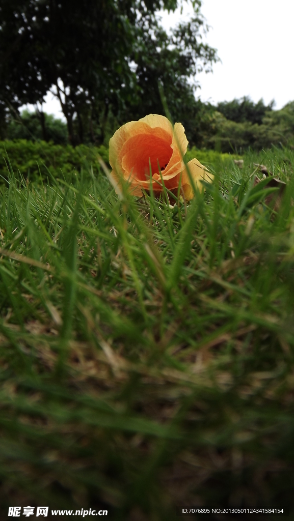 花草
