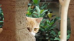 猫咪