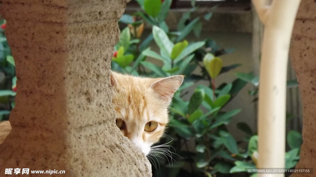 猫咪