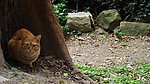 猫咪