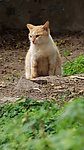 猫咪